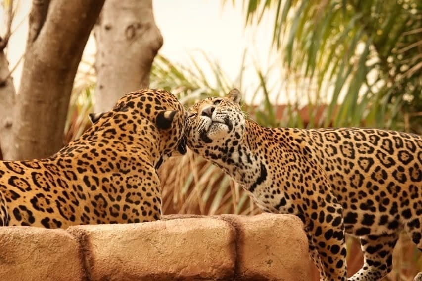 *Contribuye Tamaulipas en la conservación del jaguar*