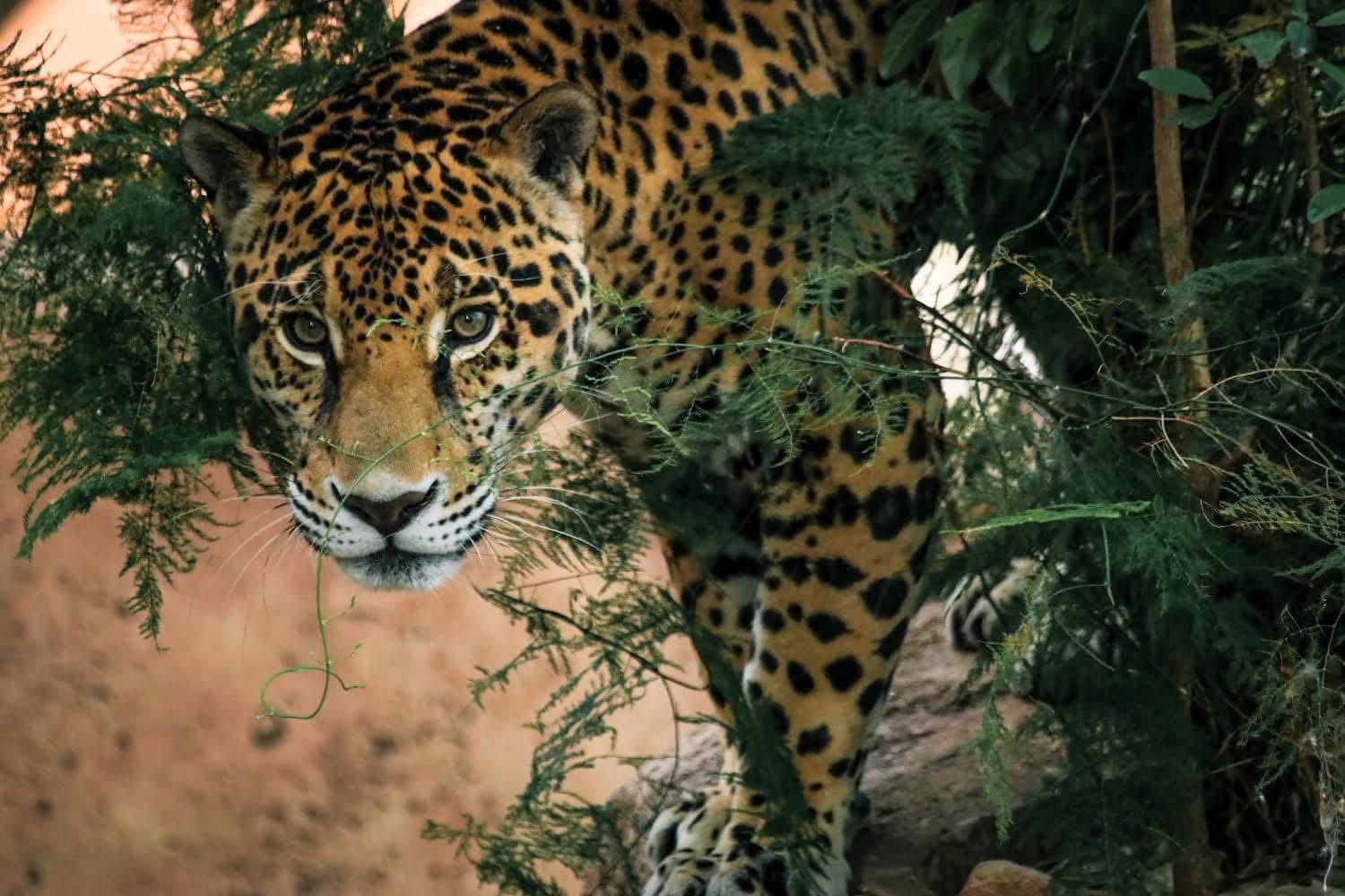 *Lanza Comisión de Parques cruzada en pro del jaguar