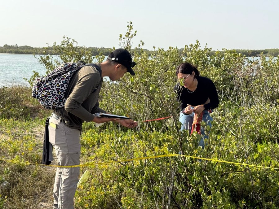 Colabora la UAT en la conservación del mangle en el litoral tamaulipeco Colabora la UAT en la conservación del mangle en el litoral tamaulipeco